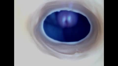 Paula 18 Aninhos online show from January 21, 3:28 pm