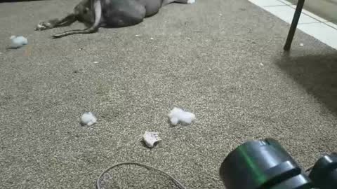 Submissive Slut LOVES adoration online show from December 5, 6:37 am